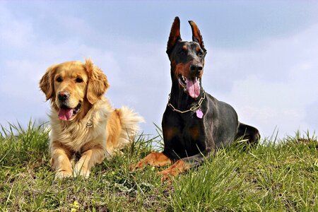 Doberman golden retriver dogs photo