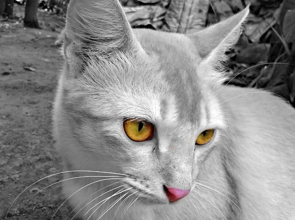 Cat light pet
