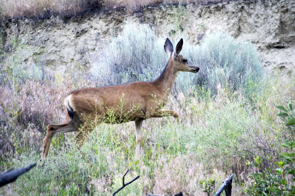 Mammal nature wildlife