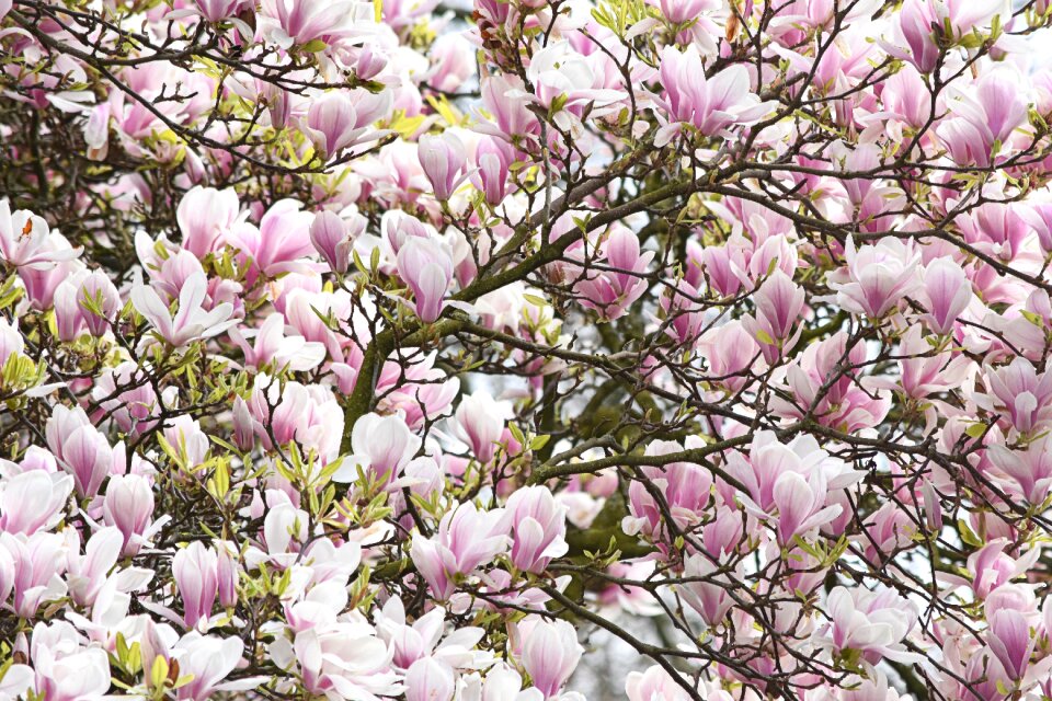 Flowers nature spring