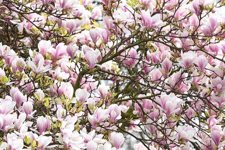 Flowers nature spring