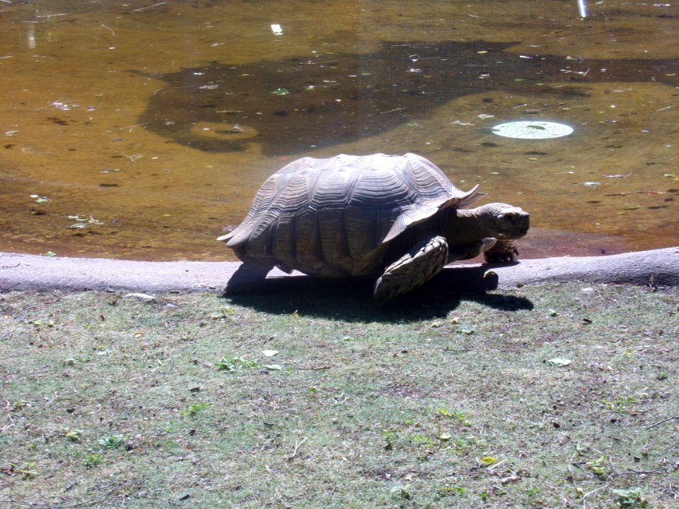 Centrochelys sulcata in Korkeasaari 2