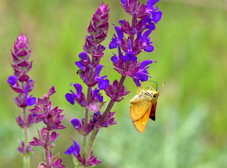 Wings coloring nature