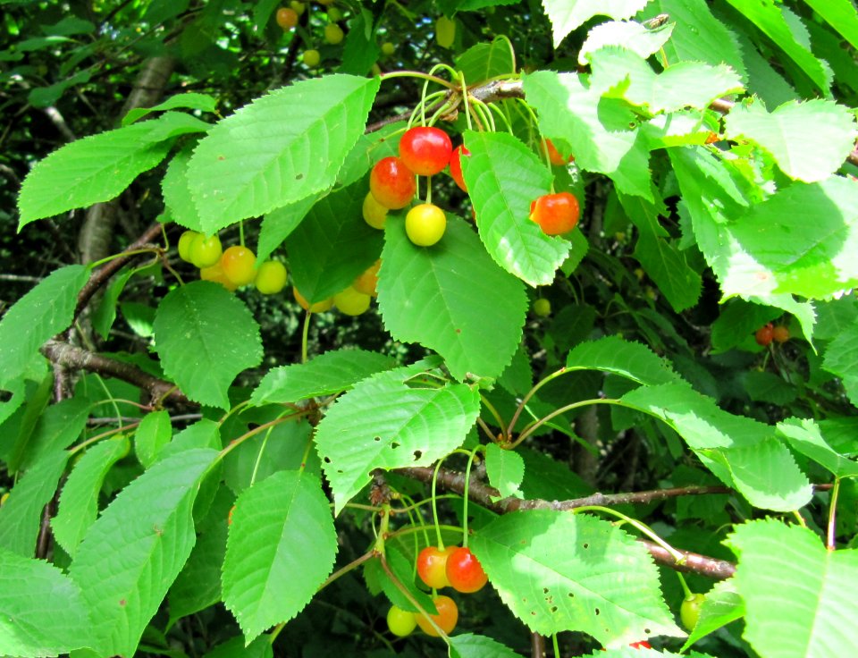 Cerises à cueillir