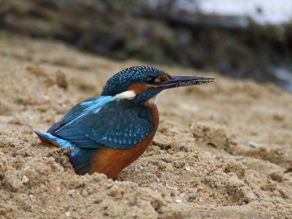 Bird animal nature