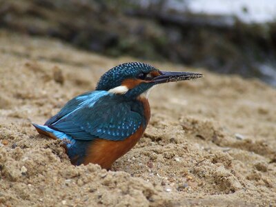 Bird animal nature