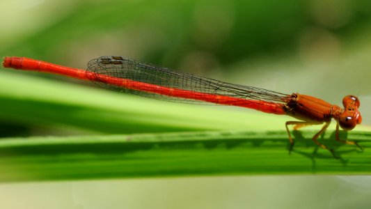 Ceriagrion nipponicum(Male,Japan,2018.06.16)
