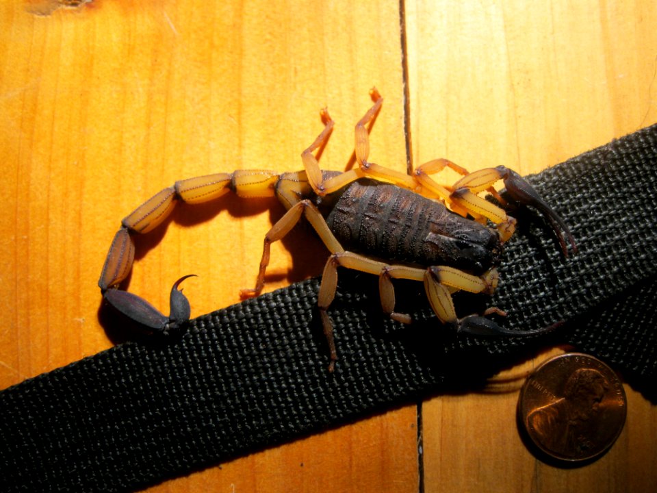 Centruroides margaritatus3