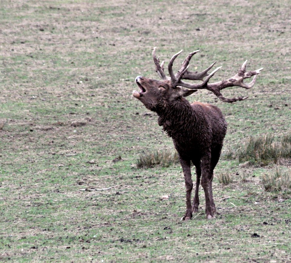 Cerf bramant Parc Sainte-Croix 22092018 02