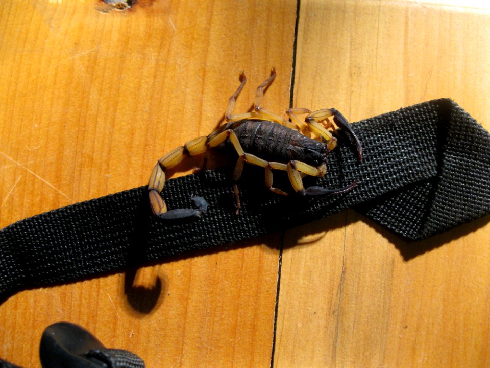 Centruroides margaritatus2