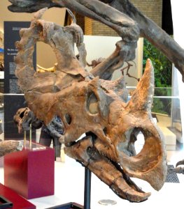 Centrosaurus apertus skull and jaws, Dinosaur Provincial Park, Alberta, Canada, Late Cretaceous - Royal Ontario Museum - DSC00078