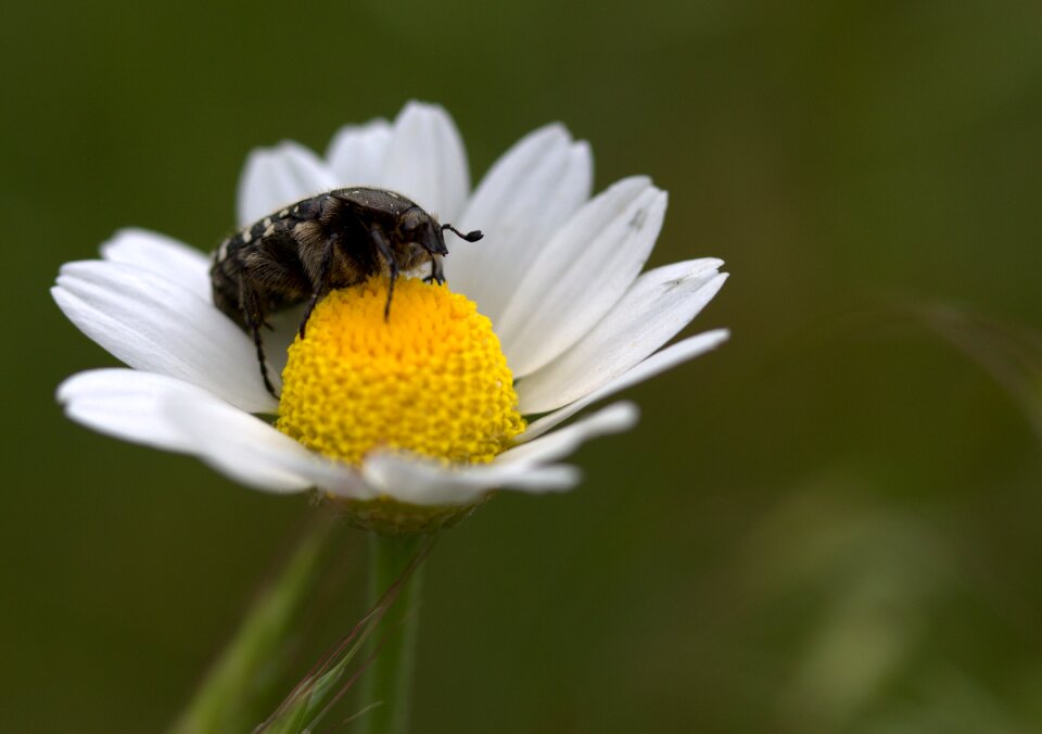 Pollen petals daisy