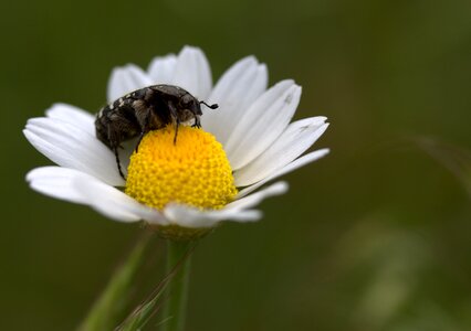 Pollen petals daisy