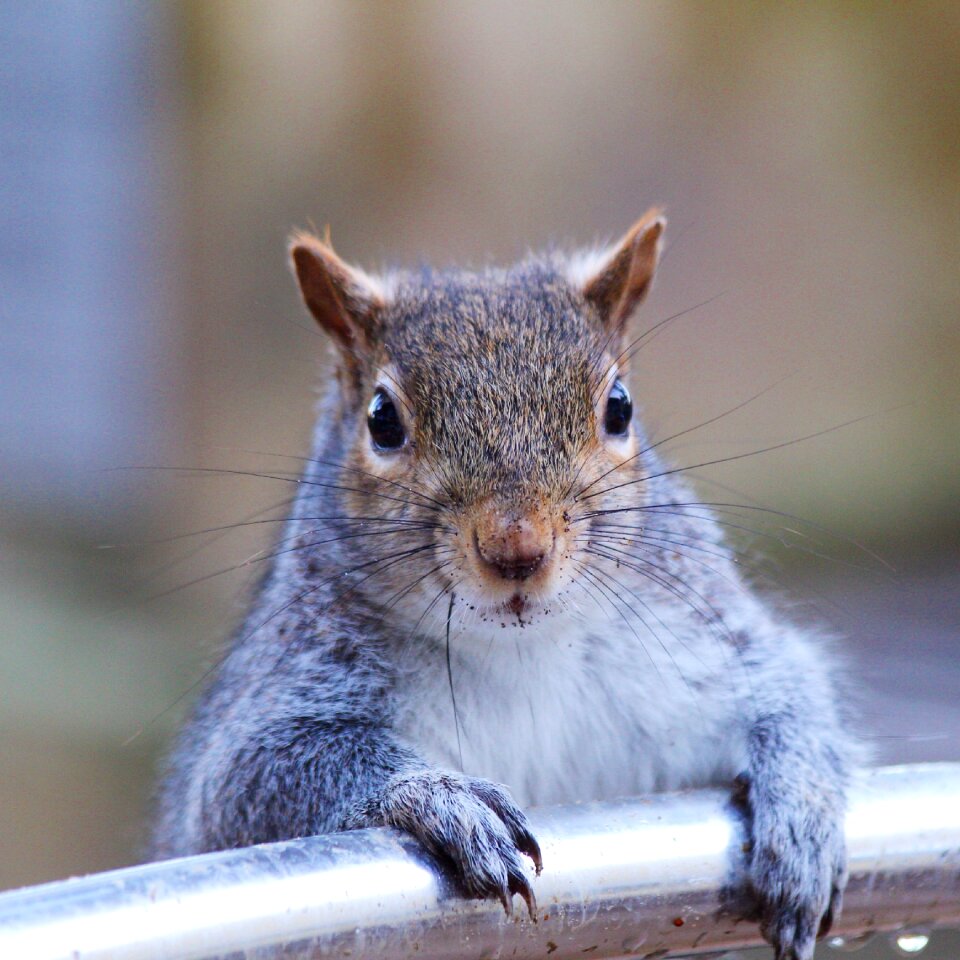 Wildlife outdoors animal