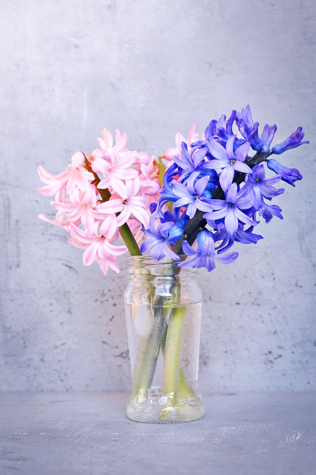 Flower pink flower blue flower photo