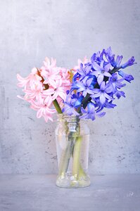 Flower pink flower blue flower