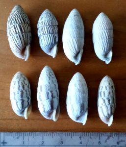 Cerion snail shells 20190302