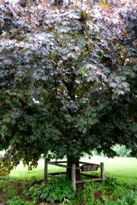 Central Tree - Rutland, Massachusetts - DSC07237
