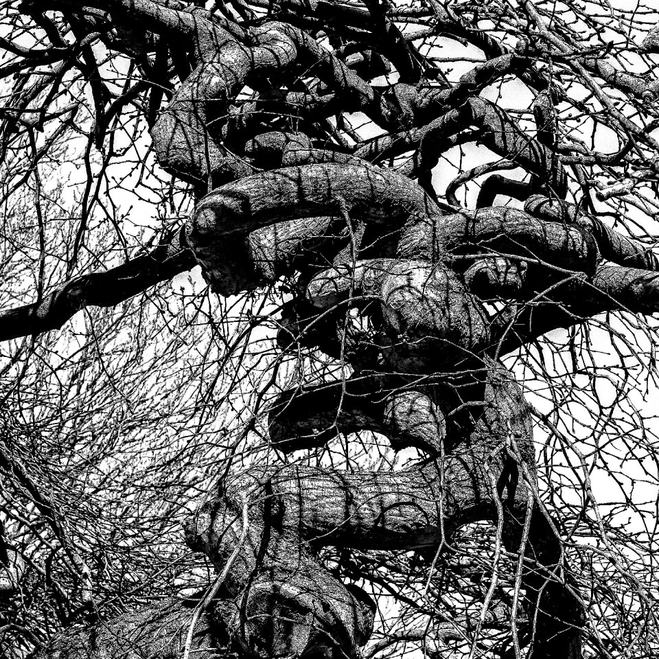 Winter no blade branches