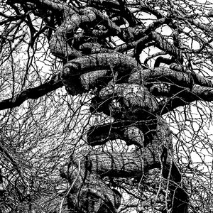 Winter no blade branches