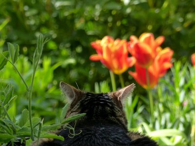 Recovery cat relax photo