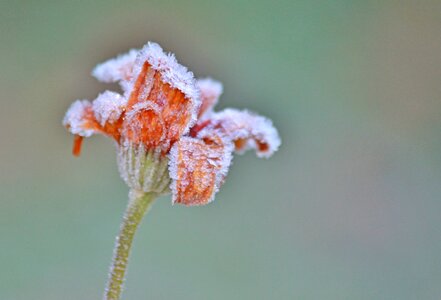Flower frost hoarfrost photo