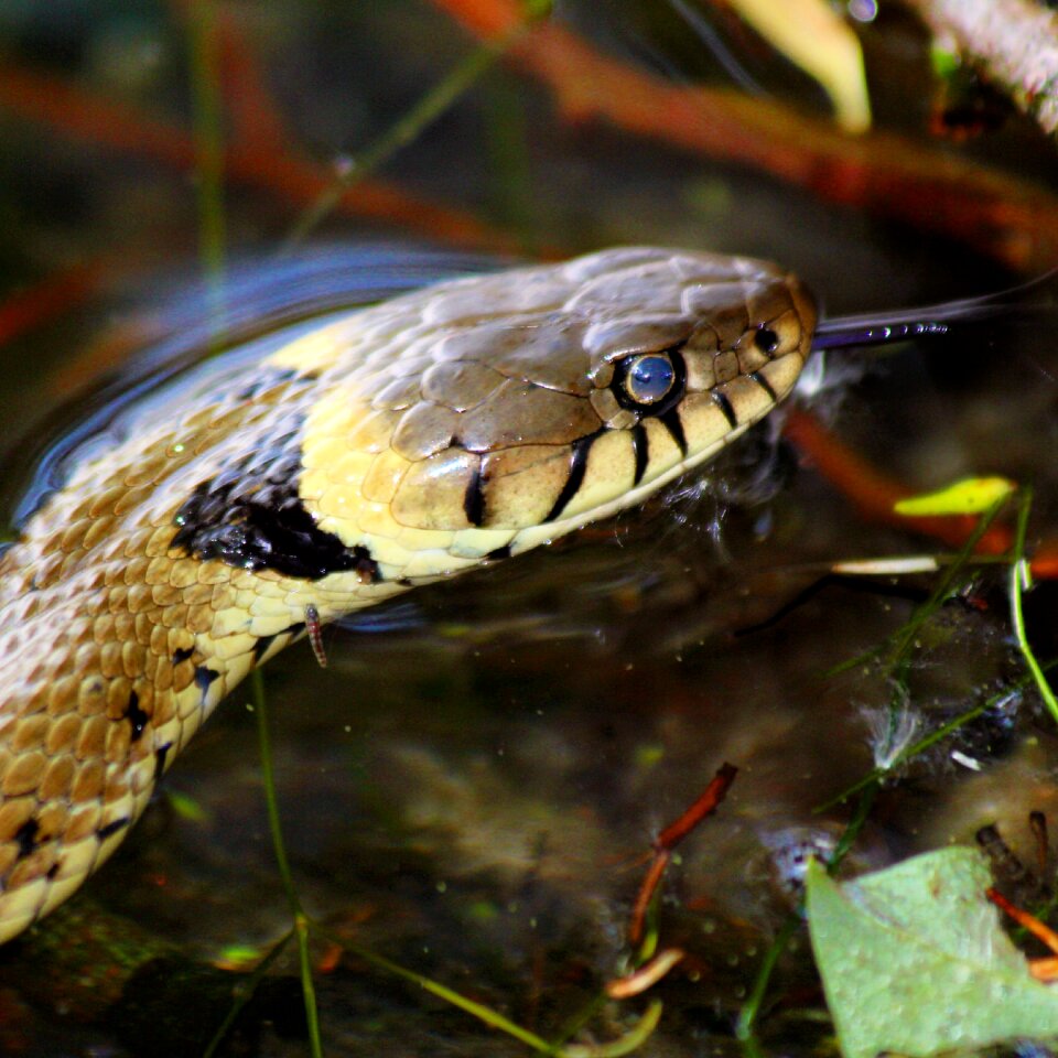 Nature reptile brown snake