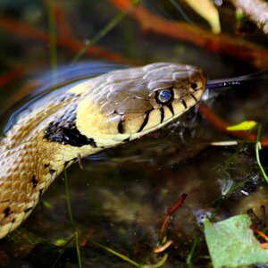 Nature reptile brown snake