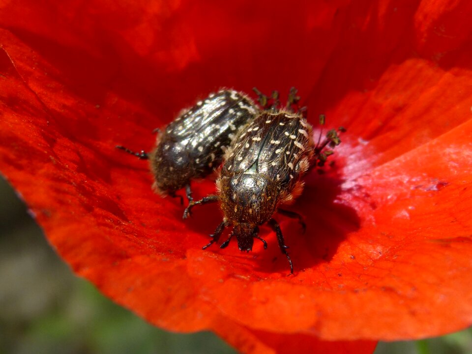 Flower libar hairy beetle