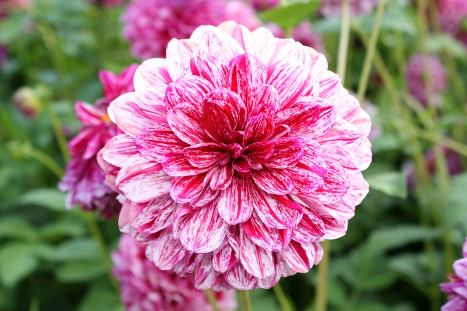Flower country garden show close up