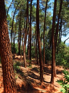 Forest pine family tree trunks photo