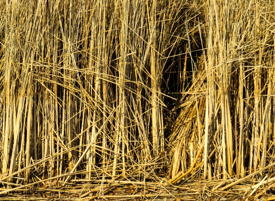 Grass structure pattern