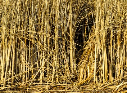 Grass structure pattern
