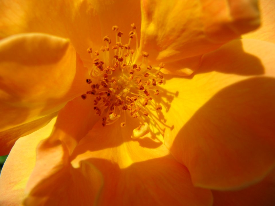 Centre d'une fleur jaune