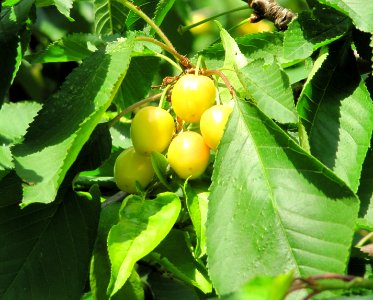 Cerises pas encore mures
