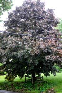 Central Tree - Rutland, Massachusetts - DSC07240