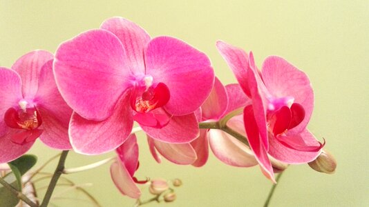 Flower plant houseplant