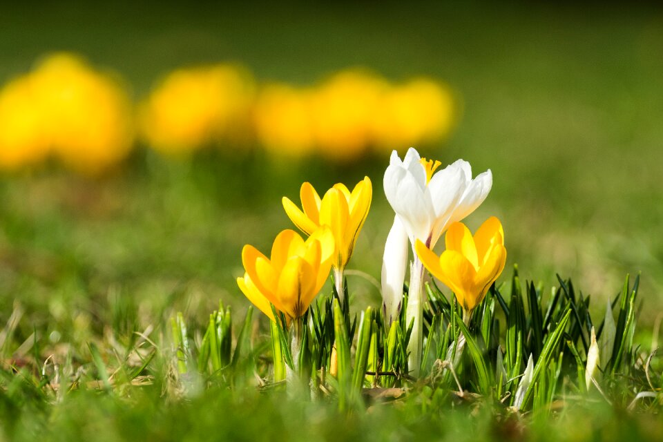 Meadow spring grass