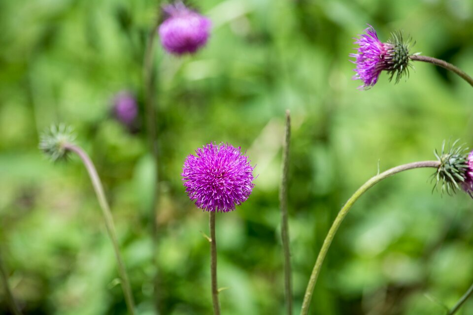 Flower pointed flower meadow photo