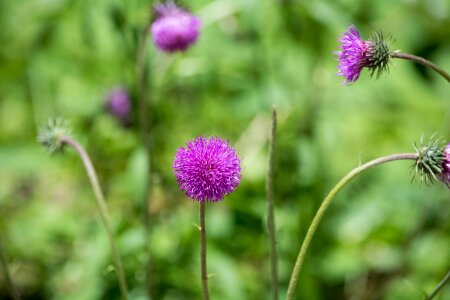 Flower pointed flower meadow