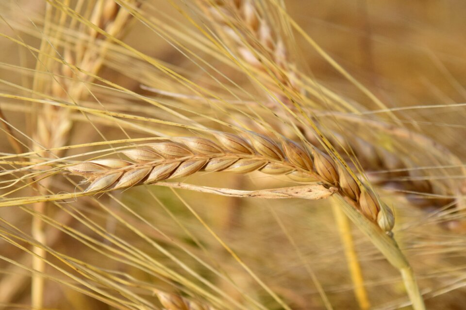 Barley field grain nature