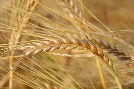 Barley field grain nature photo