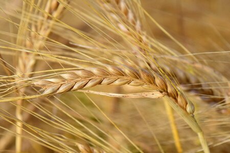 Barley field grain nature