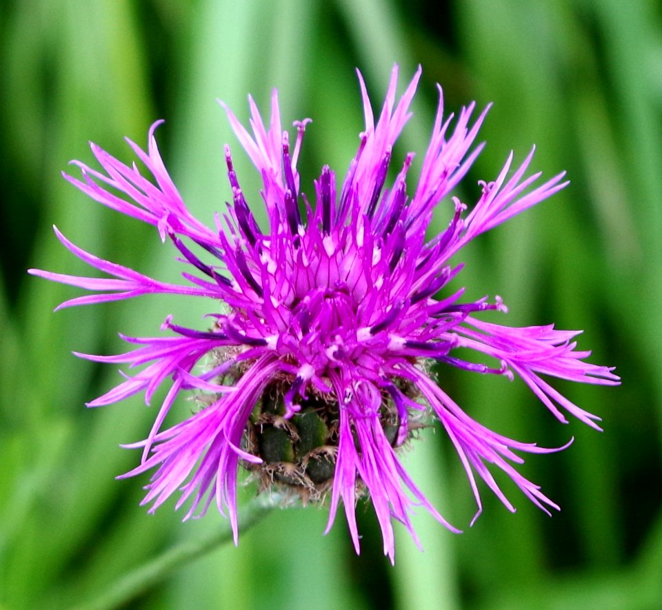 Centaurea cyanus - Parc floral