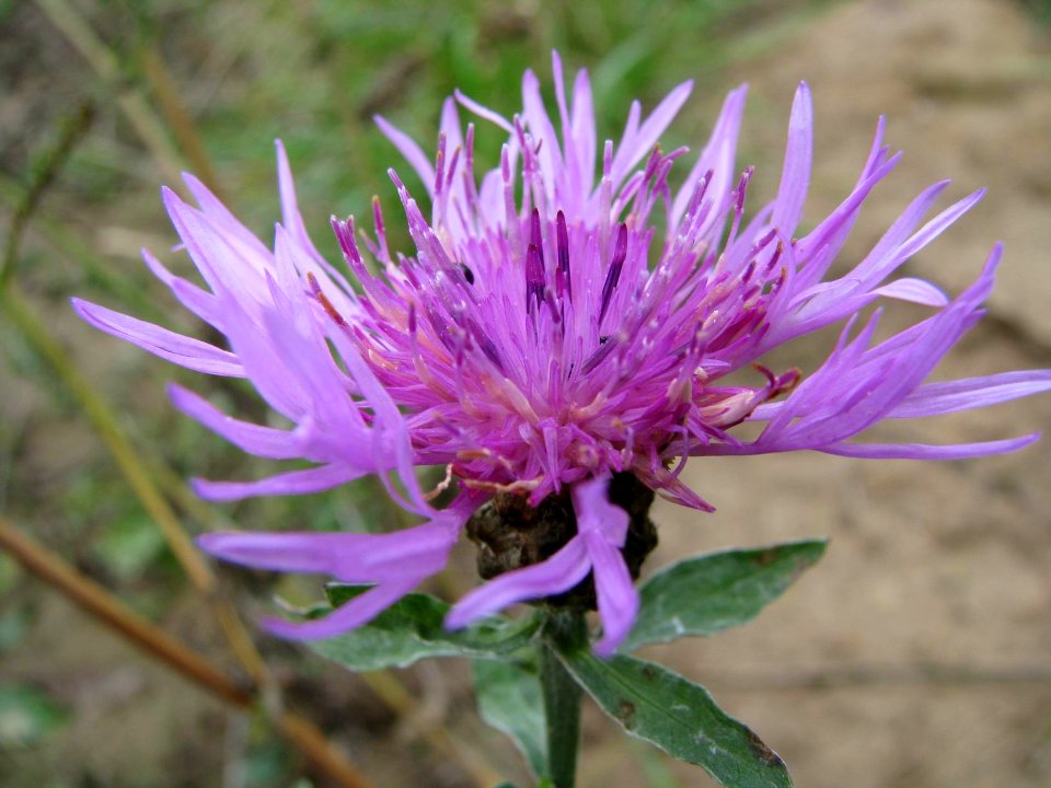 Centaurea jacea 9238