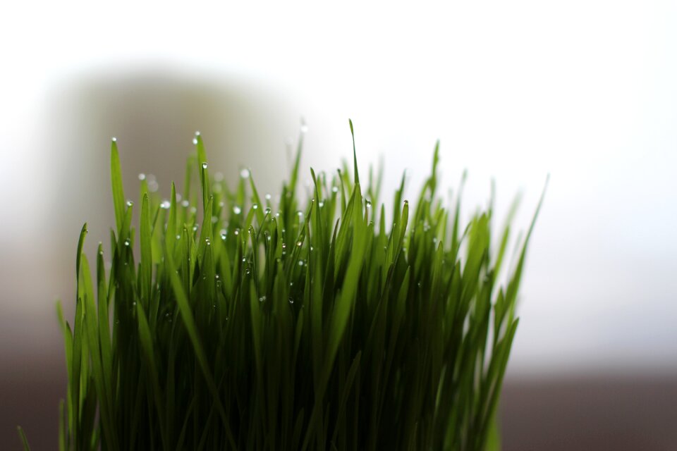 Cat grass grass wheatgrass