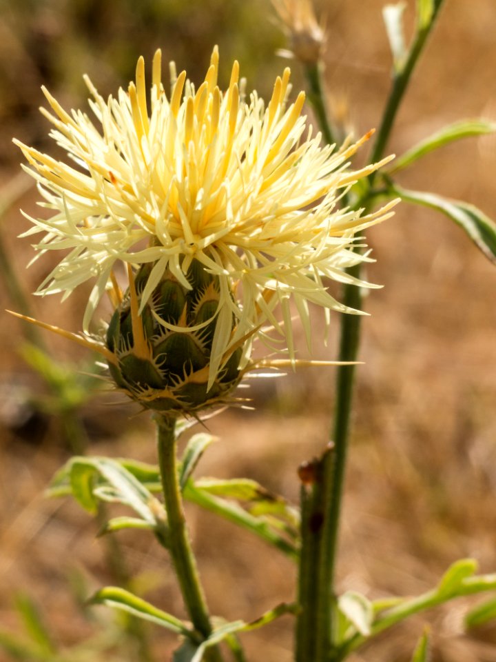 Centaurea salonitana in Greece
