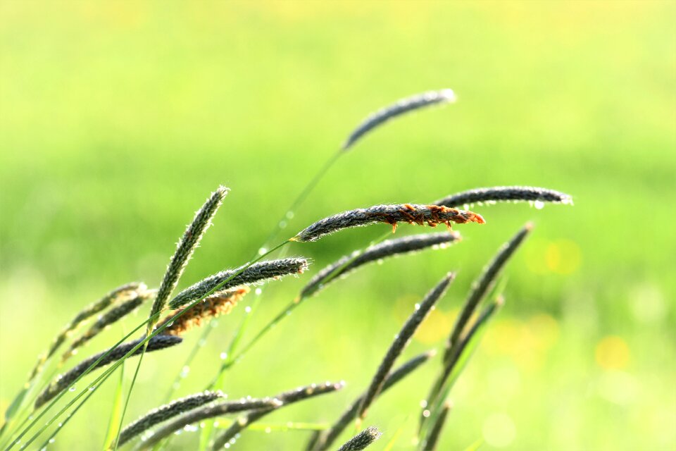 Nature green grasses