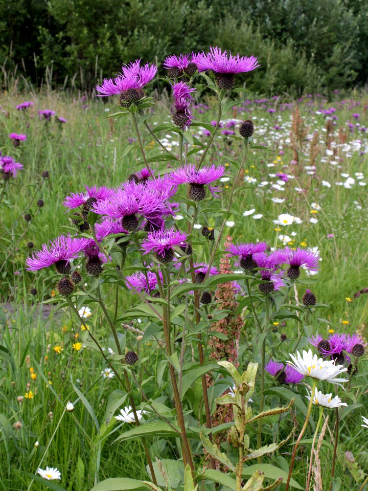 Centaurea phrygia Oulu, Finland 13.07.2013 img 1