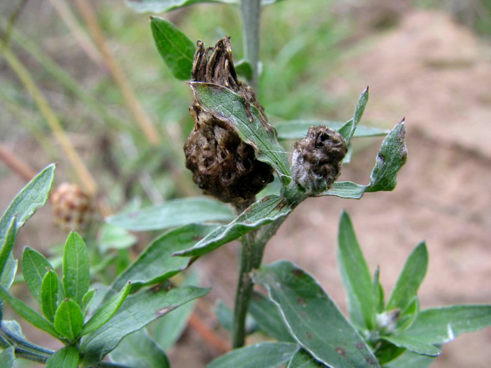 Centaurea jacea 9240